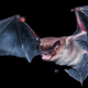 Illustration for article titled Bats Fly by Touch, Using Sophisticated Sensors in Their Wings